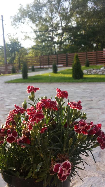 Pensiunea Codruta Cărpinişu المظهر الخارجي الصورة